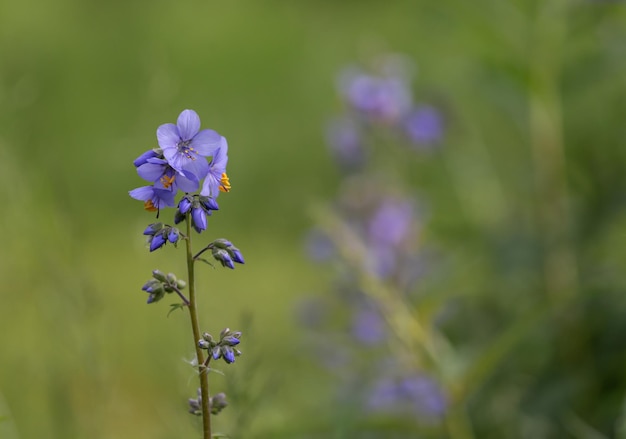 Una flor morada solitaria contra el telón de fondo de un prado verde