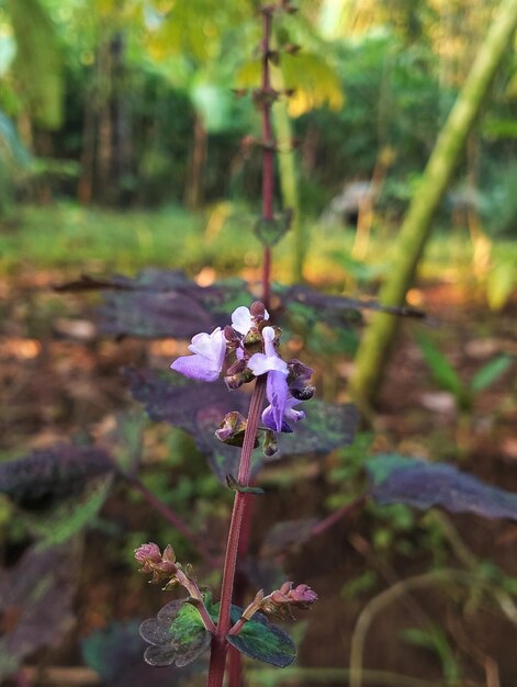 Una flor morada con un tallo negro y flores moradas.