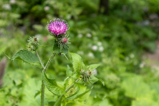 Una flor morada con un tallo verde.