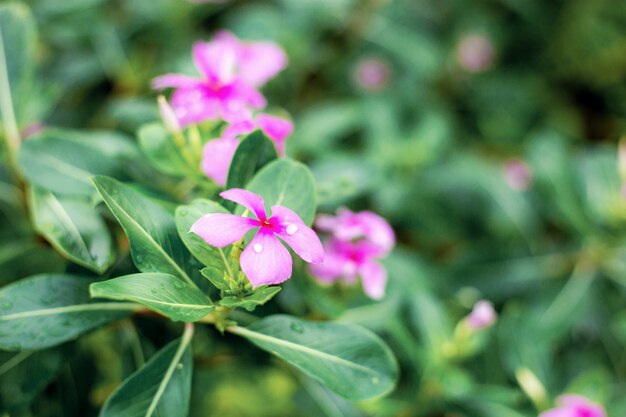 Flor morada en temporada de lluvias.