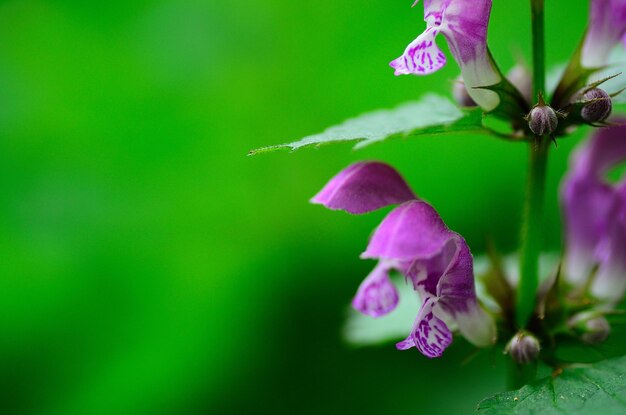 flor morada y verde