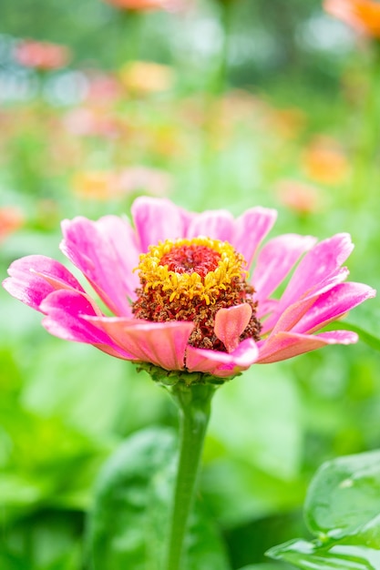 Flor morada de Zinnia