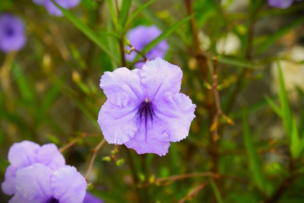 Foto flor morada