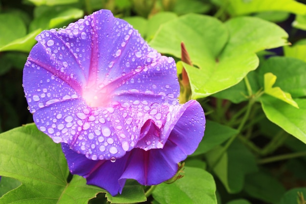 Flor de Morning Glory con gotas