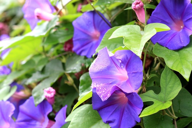 Flor de Morning Glory con gotas