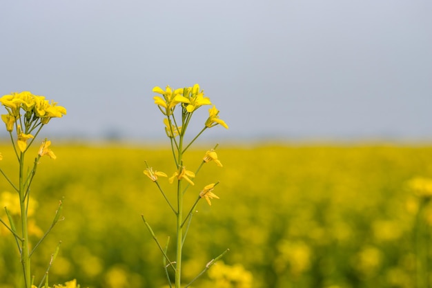 Flor de mostaza amarilla floreció en el campo agrícola primer plano con vista selectiva