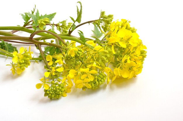 Flor de mostaza amarilla con hojas