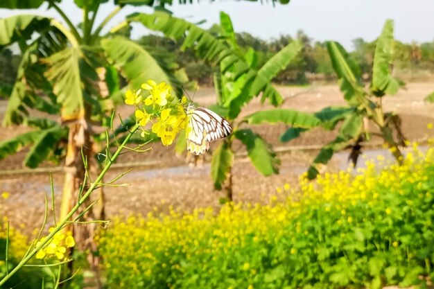 Foto la flor de mostaza amarilla en la mariposa delias eucharis o jezebel