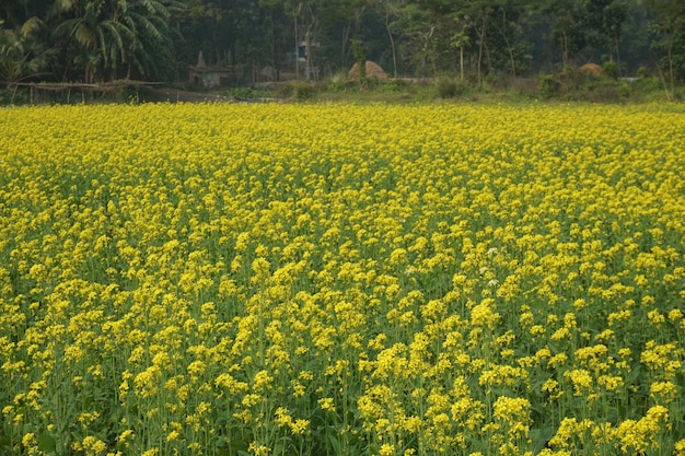 flor de mostaza en Bangladesh