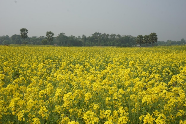 flor de mostaza en Bangladesh