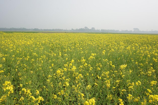 flor de mostaza en Bangladesh