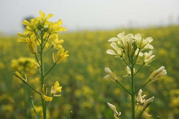 flor de mostaza en Bangladesh