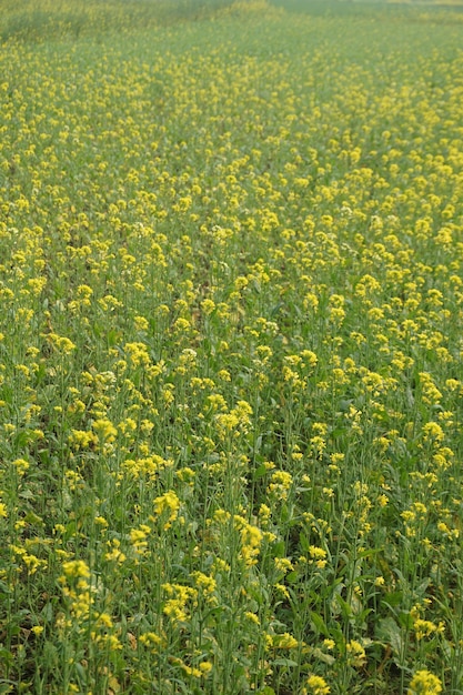 flor de mostaza en Bangladesh