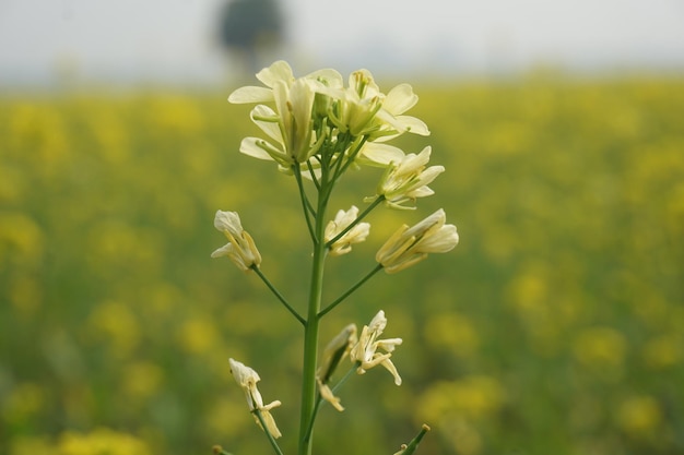 flor de mostaza en Bangladesh