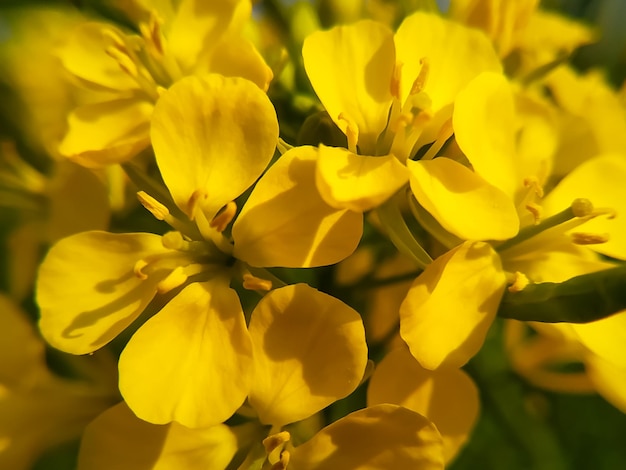 Flor de mostaza o flor de brassica en el campo