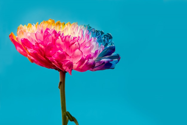 Flor multicolor sobre fondo azul Copia espacio