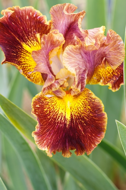 Flor multicolorida linda íris