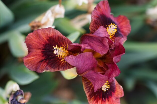 Flor multicolorida linda íris