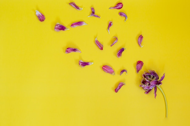 Flor murcha com pétalas