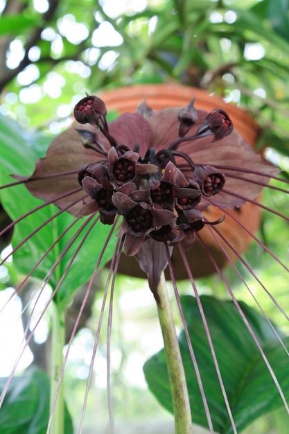 Flor de murciélago