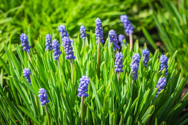 Flor de muscari en flor