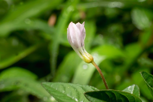 Flor muy pequeña en el jardín.