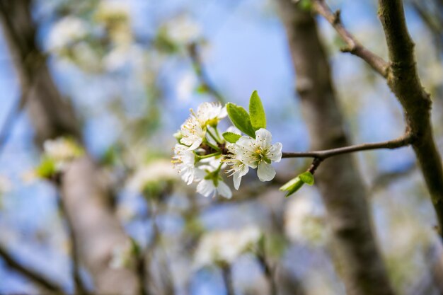 flor na árvore