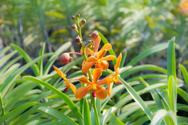 Flor na Tailândia Orquídea na Tailândia