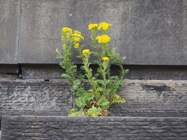 Flor nacida de la piedra