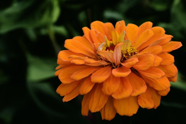 flor de naranja con una abeja