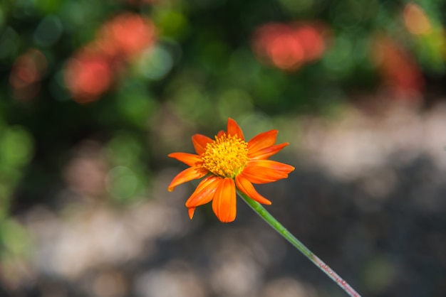 Flor de naranja de caléndula y pequeños pétalos brillantes.