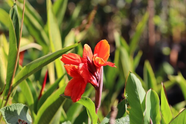 Foto la flor de naranja de canna entre las hojas verdes