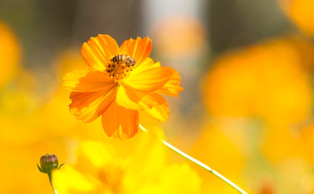 Flor naranja del cosmos