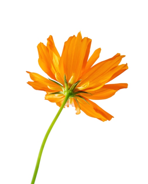 Flor de naranja de enfoque selectivo aislado en un blanco. El archivo contiene con trazado de recorte Tan fácil de trabajar.