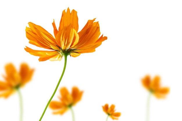 Foto flor de naranja de enfoque selectivo aislado en un fondo blanco.