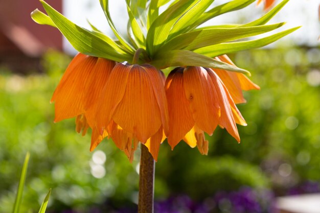 Foto la flor de la naranja fritillaria imperialis en primer plano