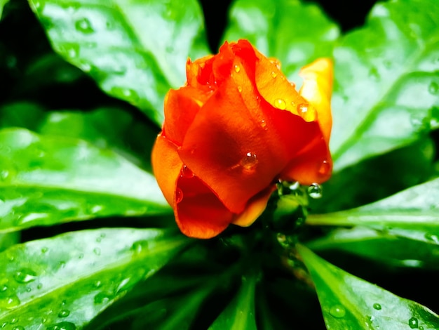 Flor naranja con gota de agua sobre fondo negro Fondo de textura de hojas verdes Fondo natural