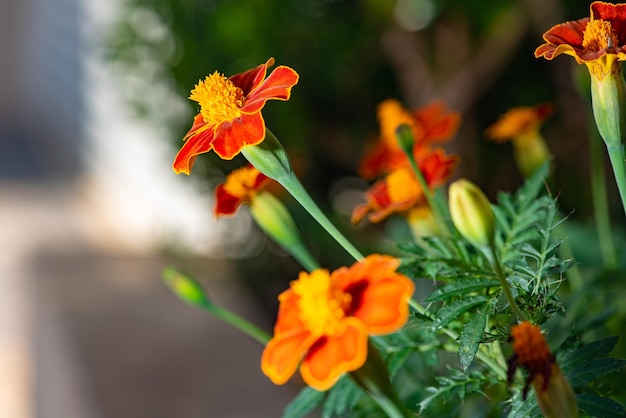 Flor de naranja hermosa y flor de jardín naranja vista a través de un enfoque selectivo de lente macro