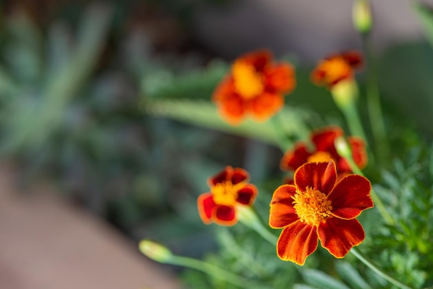 Flor de naranja hermosa y flor de jardín naranja vista a través de un enfoque selectivo de lente macro