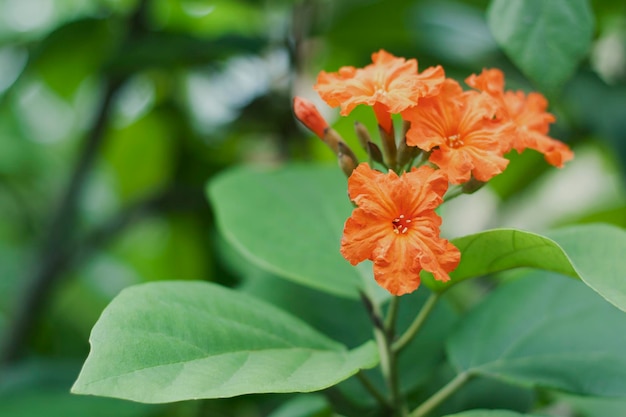 flor de naranja en el jardín al aire libre