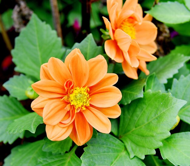 Flor de naranja jardín naturaleza al aire libre