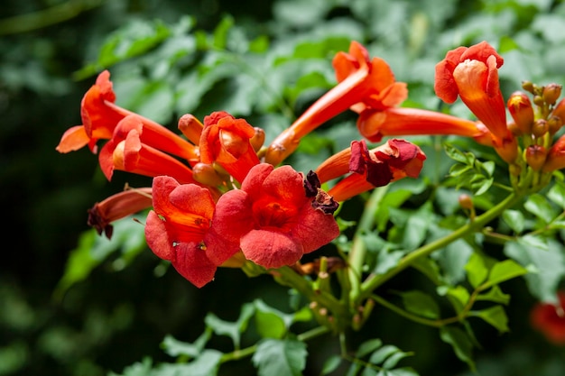 flor de naranja en el jardín