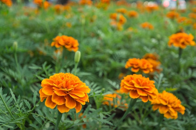 Flor de naranja en el jardín