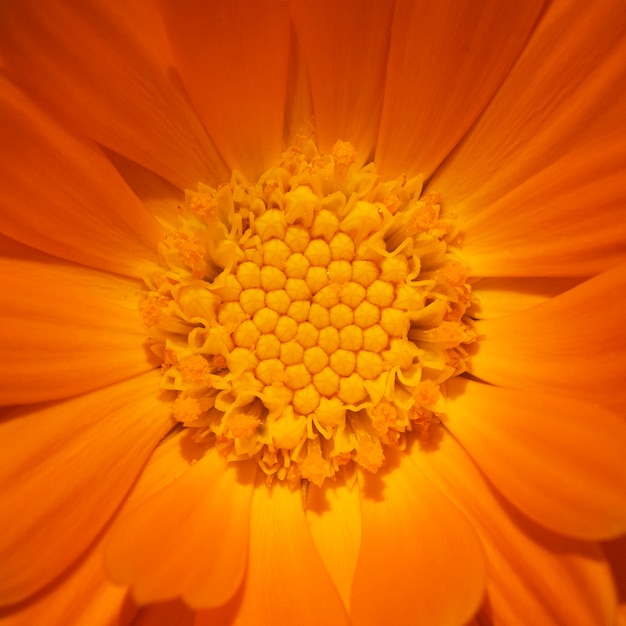 Foto flor de naranja en un jardín.