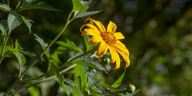 Flor de naranja en el jardín