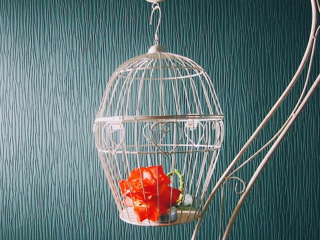 Flor de naranja en una jaula de pájaros contra una pared con patrones