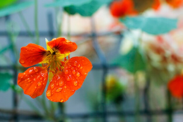 Flor de naranja en el primer plano de la cerca