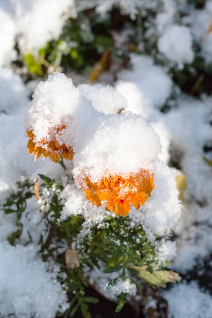 Flor naranja bajo la primera nieve en otoño