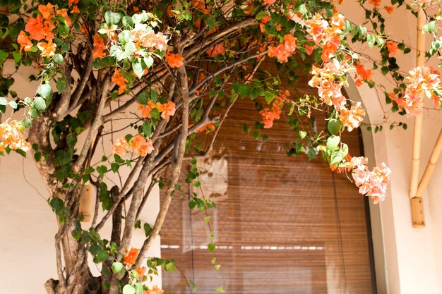 Flor de naranja romántica con pared de color crema claro y ventana vintage.