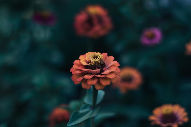 Flor de naranja sobre fondo verde oscuro